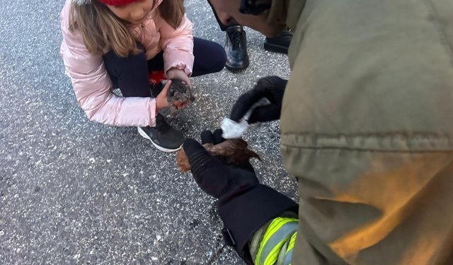 Yavru kediler mucizeyle kurtuldu