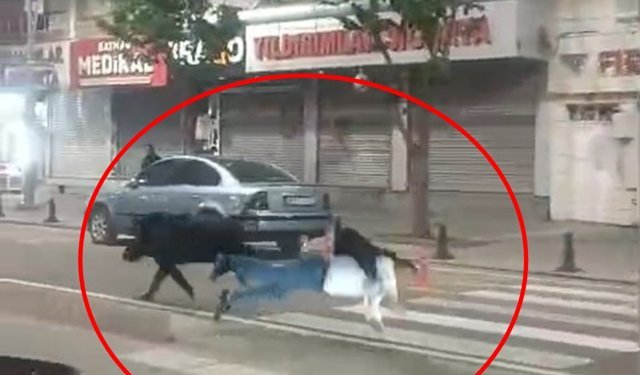 Kent merkezine inen yaban domuzu, 3 kişiyi yaraladı