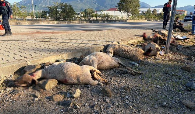 Motosiklet sürüye çarptı: 8 koyun öldü