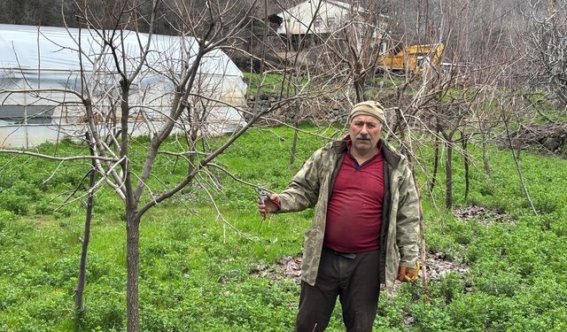 Hakkari’de meyve ağaçlarında budama mesaisi başladı