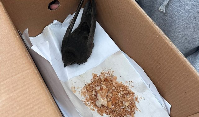 Öğrencilerin bulduğu ebabil koruma altında