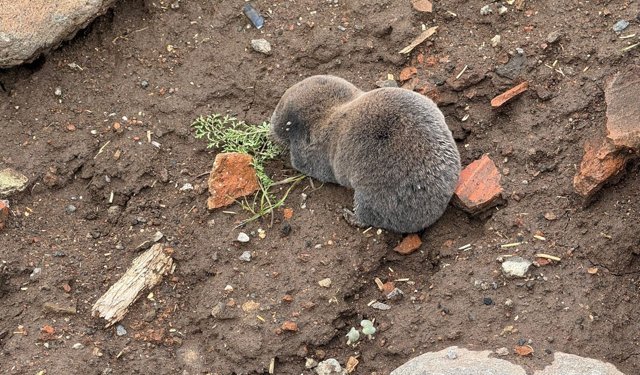 Sağanak sonrası kör fareler yüzeye çıktı