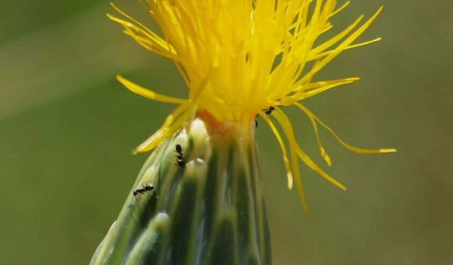 Tülüşah için alarm: Yok olma riski
