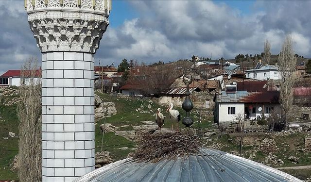 Cami kubbesi 14 yıldır leyleklere yuva