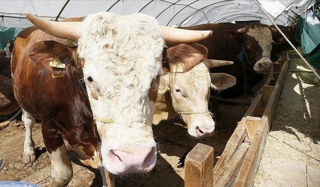 Kurban Bayramı öncesi kesim yerlerinde tedbirler artırıldı