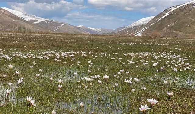 Bitlis’te çiğdemler açtı, doğa renklendi