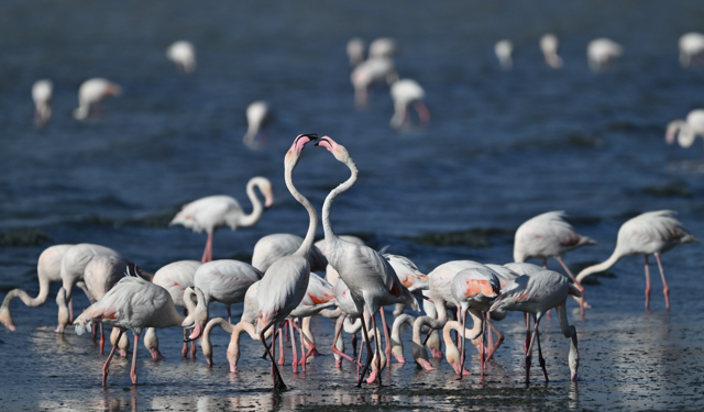 Van'da jandarma, flamingolar için 7/24 denetimde