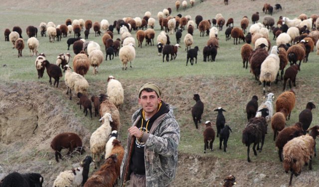 Dronla sürüyü 30 saniyede topladı