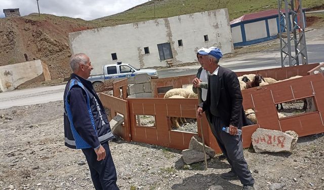 Hakkari'de kurbanlık satışları başladı, zabıta denetimleri sürüyor