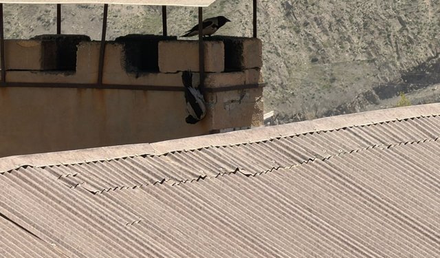 Hakkari’de asılı kalan karga itfaiye ekiplerince kurtarıldı