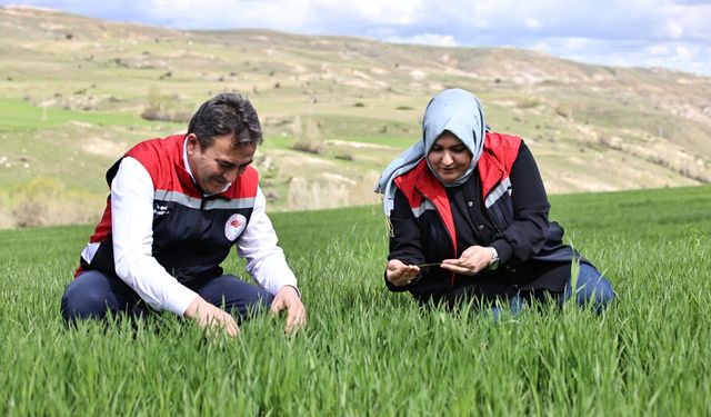 Yağışlar nedeniyle tarımda 'sarı pas' alarmı