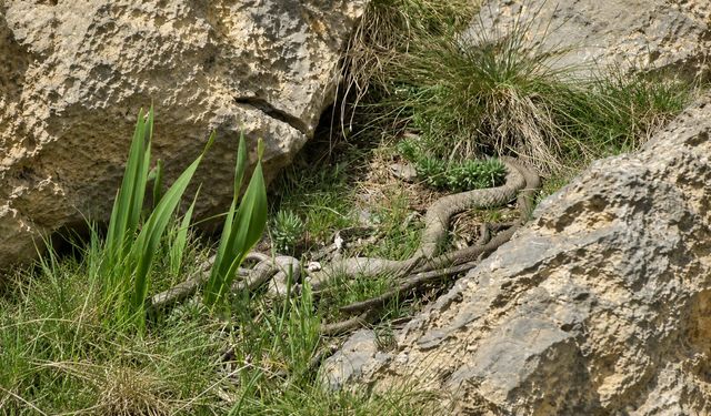 Hakkari’de görülen dev yılan korkuttu