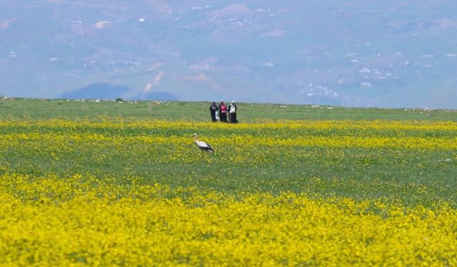 Hakkari'nin doğal zenginliklerinden Nehil Sazlığı kuşlarla canlandı