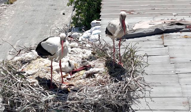 Avcılar’ın leylek çifti yavrusunu büyütüyor
