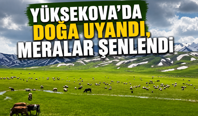 Yüksekova’da doğa uyandı, meralar şenlendi