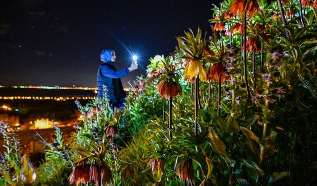 Doğaya renk katan 'ağlayan gelinler' gece de ziyaret ediliyor