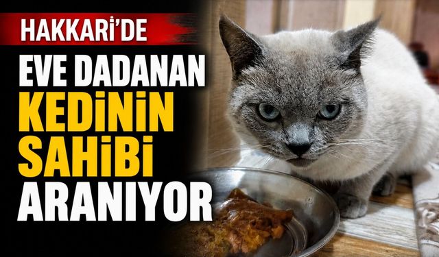 Hakkari’de British Shorthair kedinin sahibi aranıyor
