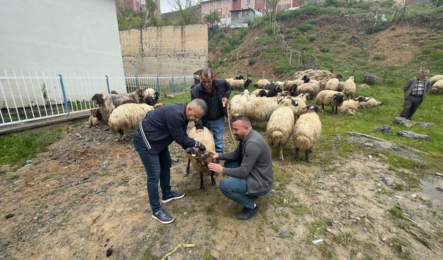 Hakkari’de kurbanlıklara sıkı sağlık denetimi