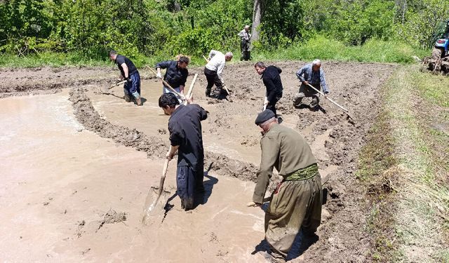 Çukurca’da asırlık çeltik geleneği yaşatılıyor