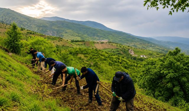 Şemdinli’de üzüm bağlarında sezon hareketliliği