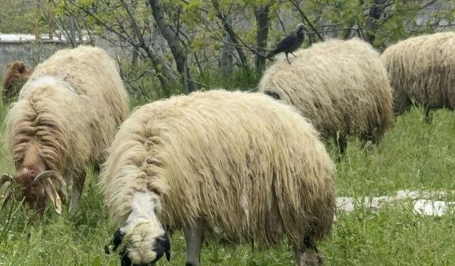 Hakkari’de uygun fiyata kurbanlık satışı başladı