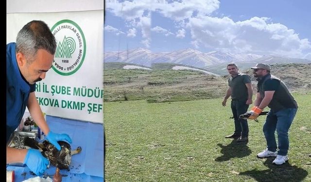 Hakkari’de tedavisi tamamlanan kartal doğaya bırakıldı