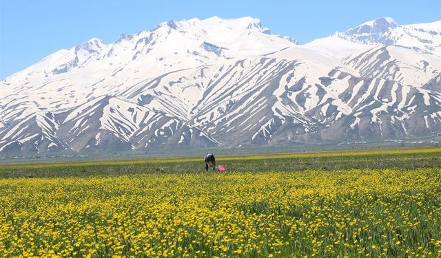 Yüksekova, baharla sarı renge büründü