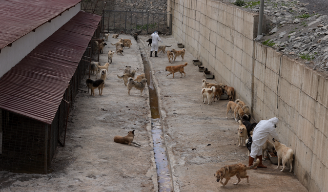 Hakkari’de sahipsiz köpekler koruma altında