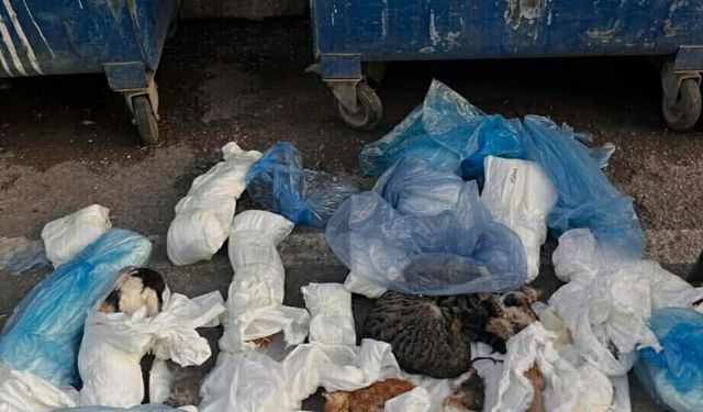 33 kedinin ölümüyle ilgili veterinere gözaltı