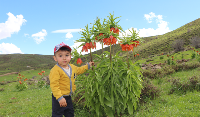 Karlıova’da ters laleler ilgi odağı oldu