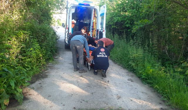 Kastamonu’da bal arısı hastanelik etti