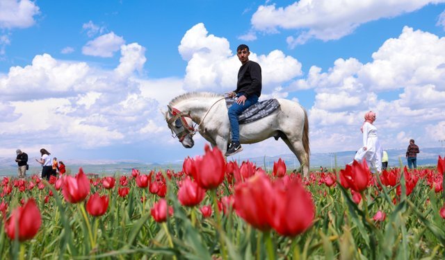 Muş Ovası’nda lale zamanı: 15 günlük şölen