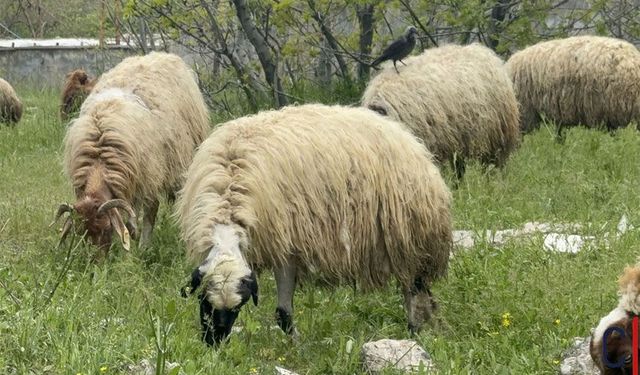 Hakkari Minikentte kurban satışına yoğun ilgi