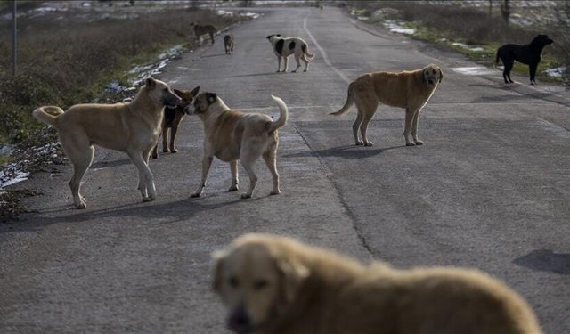 Şanlıurfa'da sahipsiz köpeğin saldırdığı kişi yaralandı