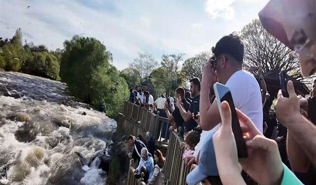 Van'da balık göçünü bayram tatilinde 40 bin kişi izledi