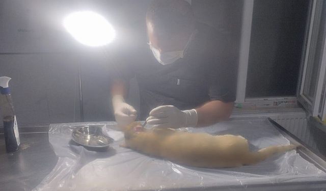 Hakkari’de yaralı kedi için acil operasyon