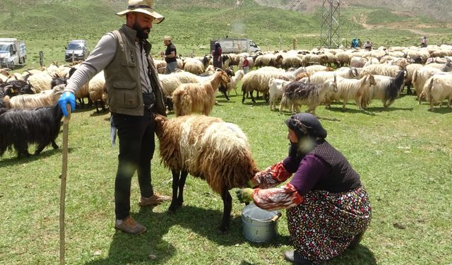 Hakkari'de berivanların yayla mesaisi başladı