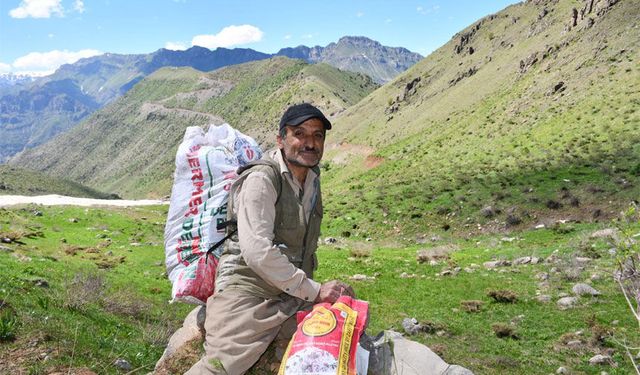 Hakkari yaylalarında pancar mesaisi devam ediyor