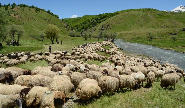 Göçerler Muş yaylalarına ulaşmaya başladı