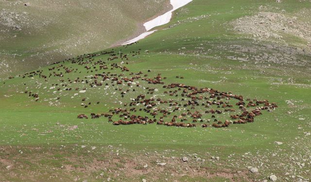 Iğdır'ın yaylaları hayvan sürüleriyle şenlendi