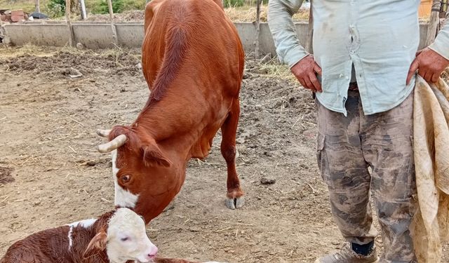 Yeni doğan buzağıyı sırtında taşıdı