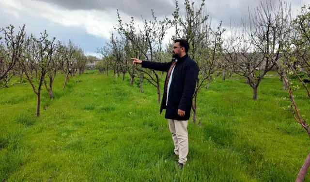 Diş hekimi, memleketine 2 bin ceviz fidanı dikti