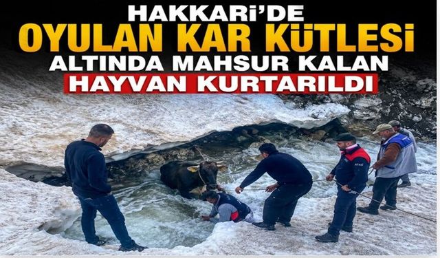 Hakkari'de kar kütlesinin altında mahsur kalan ineği ekipler kurtardı