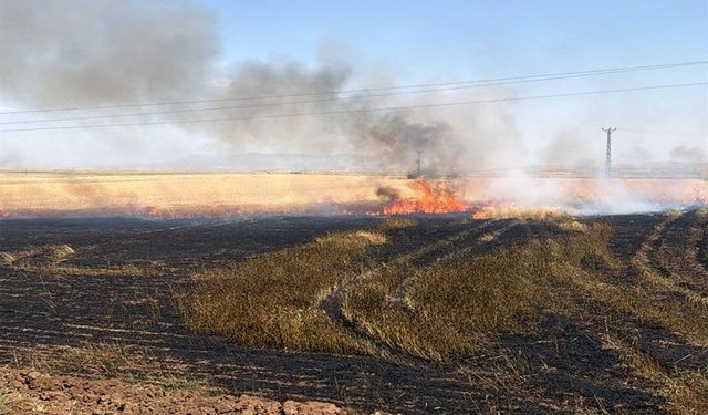Cizre'de buğday tarlasında yangın; 10 dönüm zarar gördü