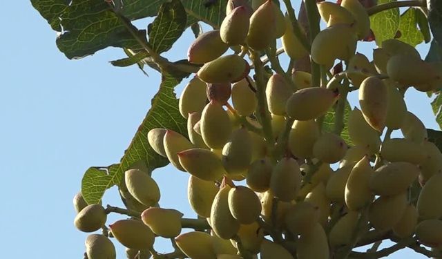 Siirt fıstığında hasat öncesi yüksek verim beklentisi