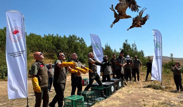 Tedavileri tamamlanan kuşlar Nemrut'ta doğaya salındı