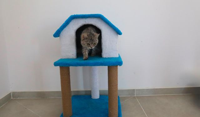 Van'da sahipsiz kediler için Kedi Evi hizmete açıldı