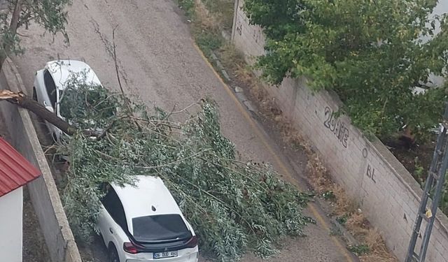 Erzurum'da şiddetli rüzgar ağacı devirdi: 2 araç hasar gördü