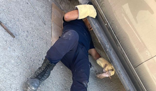 Minik kedinin yardımına Hakkari itfaiyesi yetişti