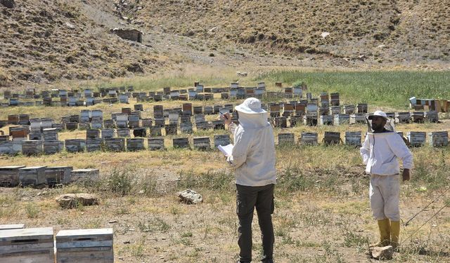 Hakkari’de arılı kovan tespit çalışmaları sürüyor